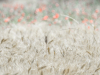 LR5_EDIT_EXPORT_WILD-FIELDS