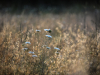 LR5_EDIT_EXPORT_WILD-FIELDS_32