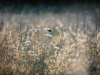 LR5_EDIT_EXPORT_WILD-FIELDS_33