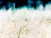 LR5_EDIT_EXPORT_WILD-FIELDS_35