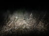 LR5_EDIT_EXPORT_WILD-FIELDS_36