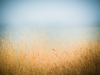 LR5_EDIT_EXPORT_WILD-FIELDS_5